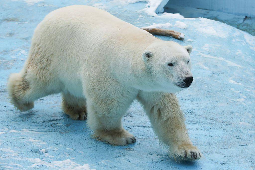 软萌!俄罗斯动物园新生两只北极熊宝宝