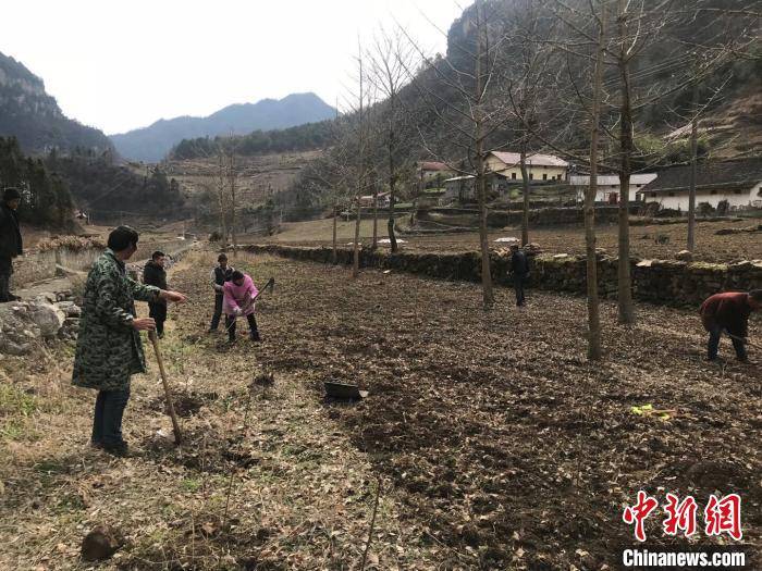 "湖北省兴山县榛子乡石柱村党支部书记黄旭1月20日来到村民彭安才家