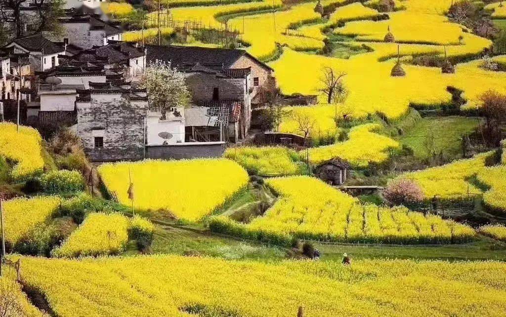 腾冲/瑞丽/芒市/界头油菜花 双飞5天游