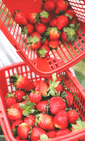 300_495 竖版 竖屏