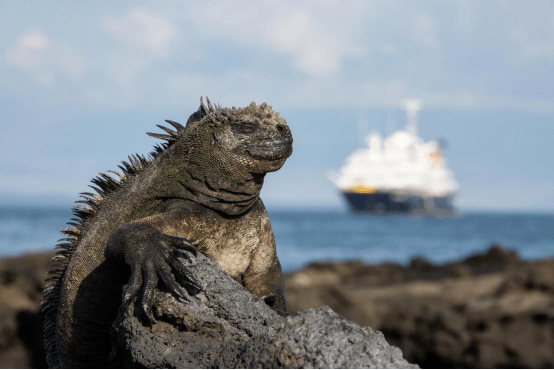 海鬣蜥,加拉帕戈斯群岛;the sunday times