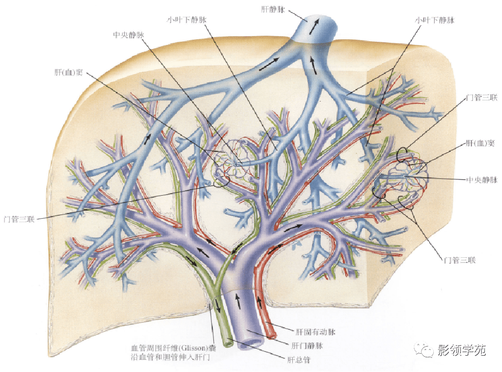 肝脏的表面解剖及分叶分段_门静脉