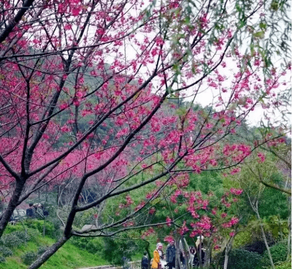 福建这13个赏樱花的好去处邀你共享