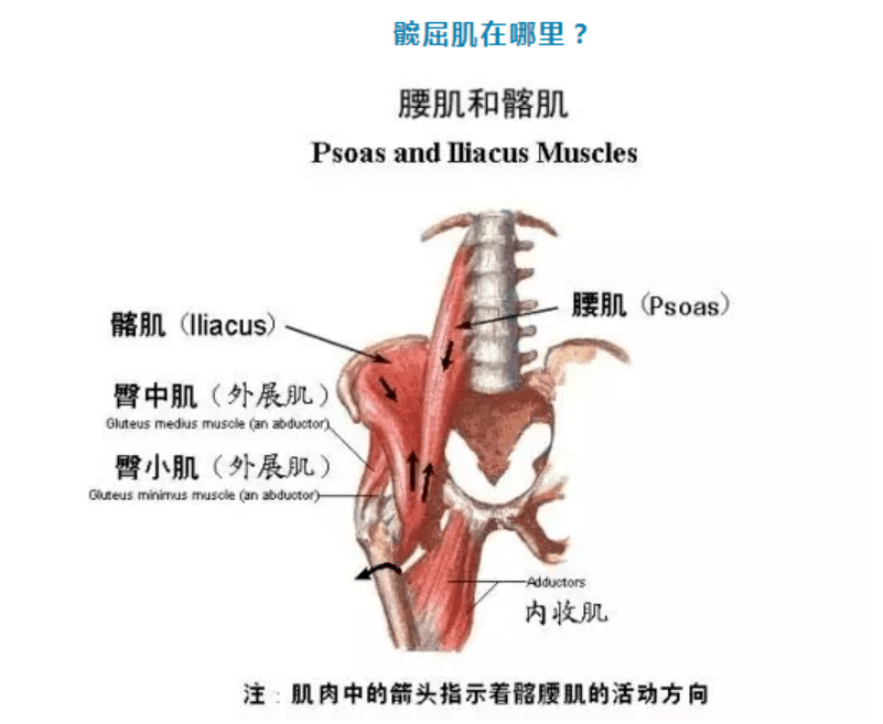 髋关节屈肌可以防止受伤,帮助提高训练表现,那么,有哪些拉伸动作可以