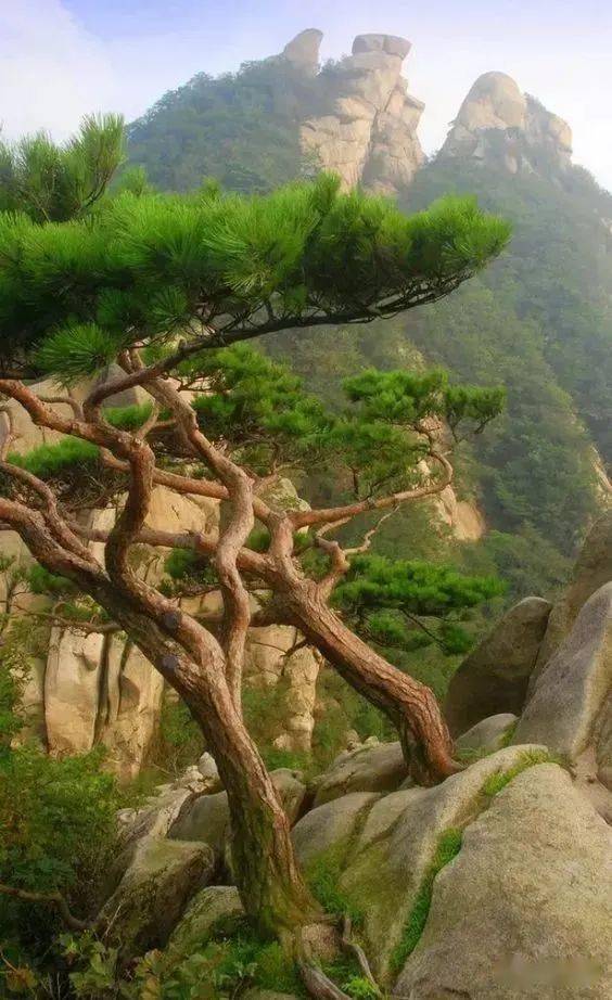 松,百木之长 四季长青不凋零 世界上最长寿的树种  寿享万年