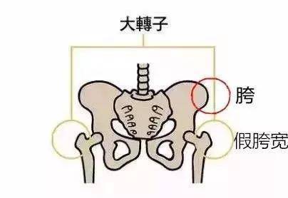 而所谓"假胯",就是说突出的位置并不是真的胯,而是因为那里过宽,让