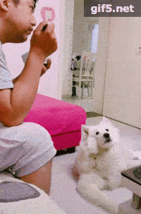 主人一眼奸计得逞,故意的不看狗子,吧唧吧唧的边吃边看缡视了.