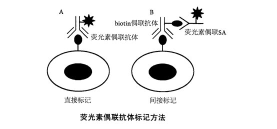 流式细胞术偶联抗体荧光素有哪些如何标记你知道么