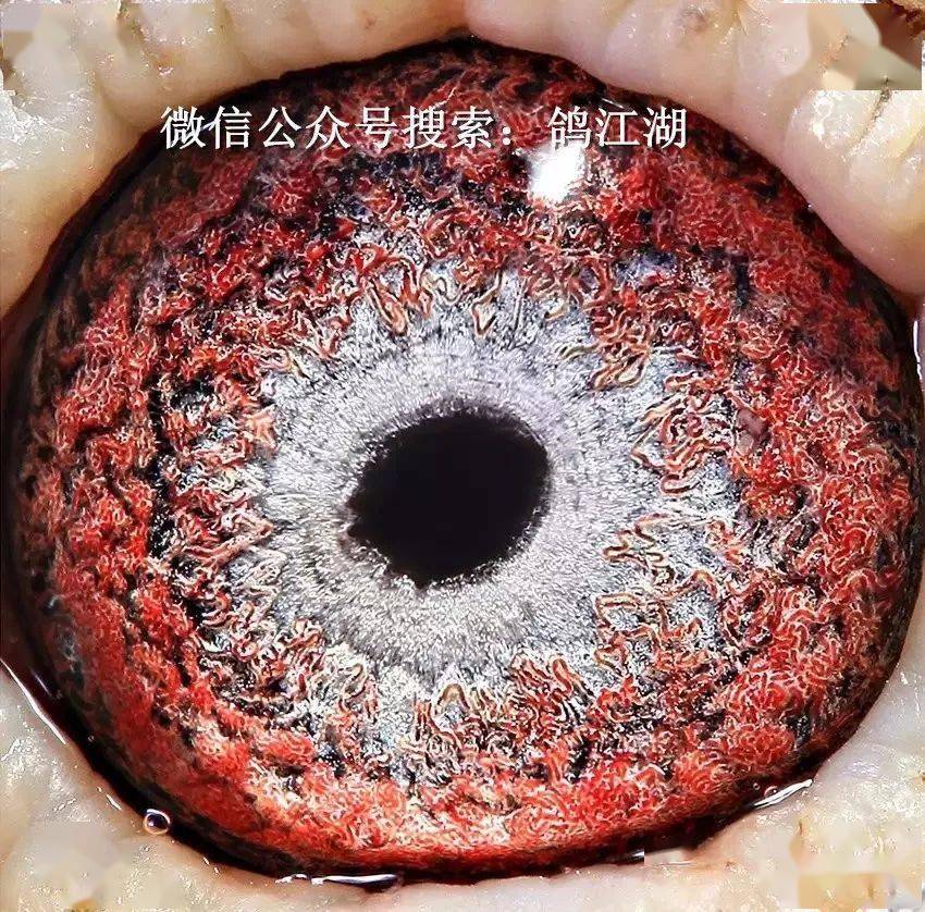 鸽眼养人最沉迷的部位?_育种