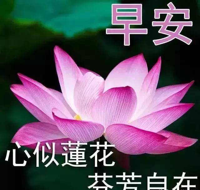 你若盛开,蝴蝶自来;你若精彩,天自安排.早安