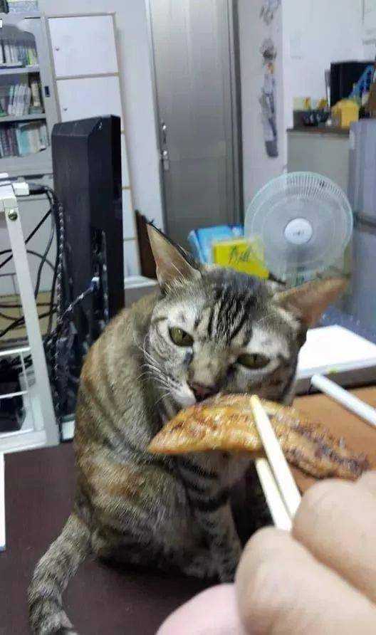 主人做了鱼,猫咪非要尝一口,然后搞笑的事情就发生了