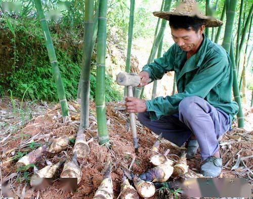 林下绿竹笋形态生活习性