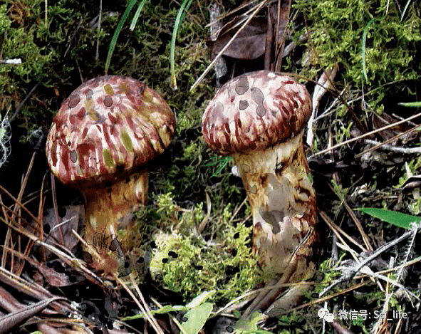 松口蘑 tricholoma matsutake 别名 松茸