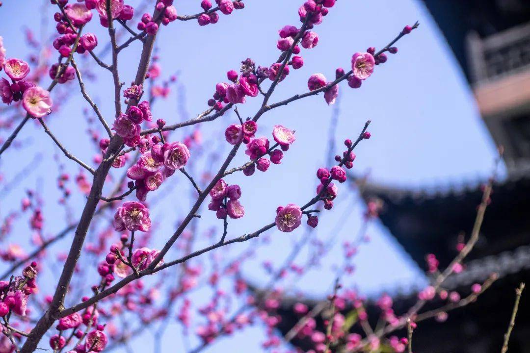 景宁这个地方的梅花开啦!快来享受当下"梅"好时光