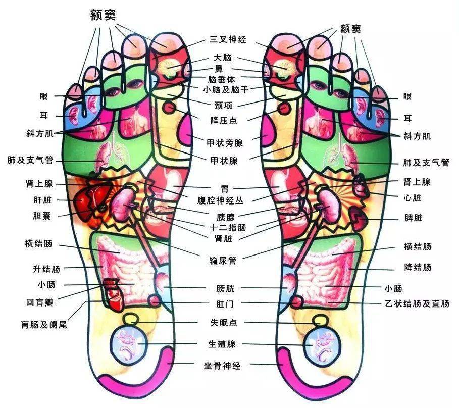 而脚被称为"人的第二心脏",脚底经络密集,易受到寒气侵袭,经络与心脏