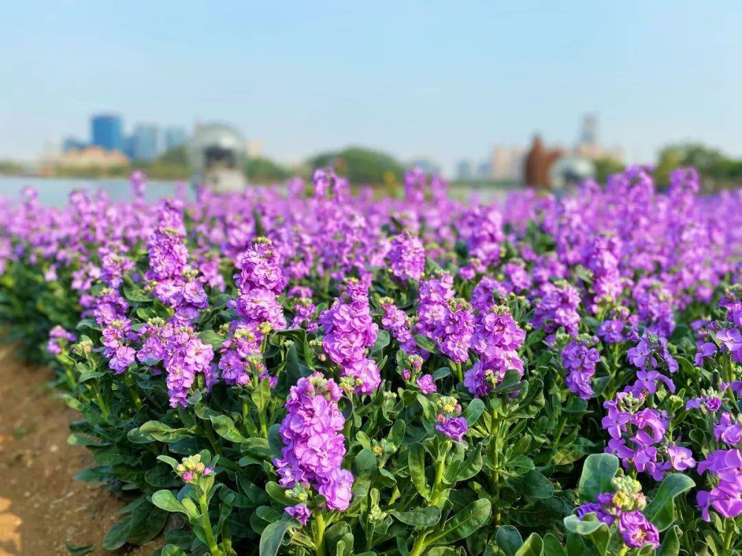 超靓!超仙!浮云碧空,花开成海!顺峰山公园紫罗兰花海来啦!