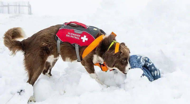 比仪器还灵敏的雪崩搜救犬&猫:两脚兽,我来救你啦!