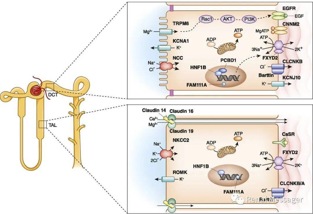 小管升支粗段缺乏 kctd1 会损 害细胞旁 重吸收 钙,镁 小管升支粗段