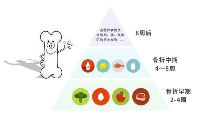 图3 骨折不同阶段饮食(图片来源网络)8周后骨折修复进入骨痂塑形改造