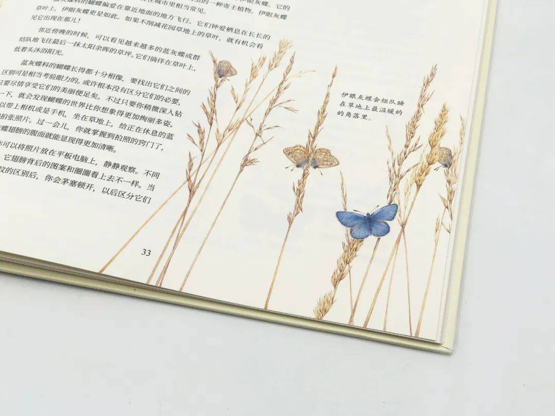 其实小熊蜂,或者笼统地说小蜜蜂,本身就是一个宝藏小昆虫,是一个可以