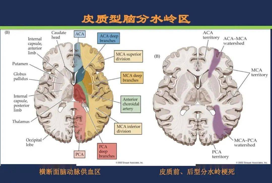 丘脑结节动脉  小脑前上动脉 脑桥旁正中动脉 小脑前下动脉 小脑后下