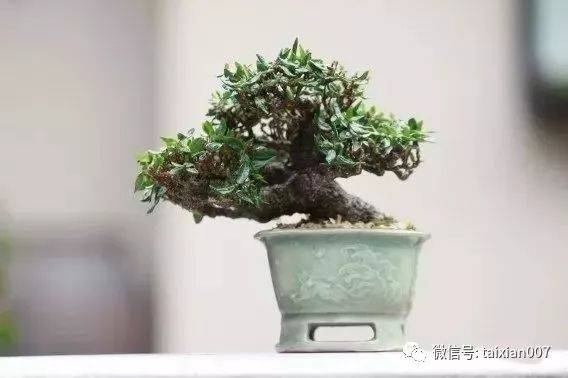 缩缅葛盆景