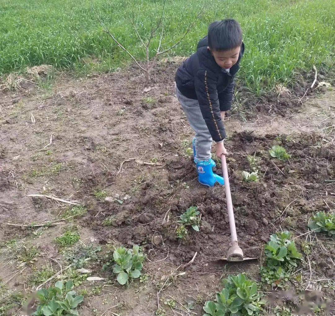 动动小手收获多 劳动创造生活美——奉贤区实验小学"小蚂蚁的快乐寒假