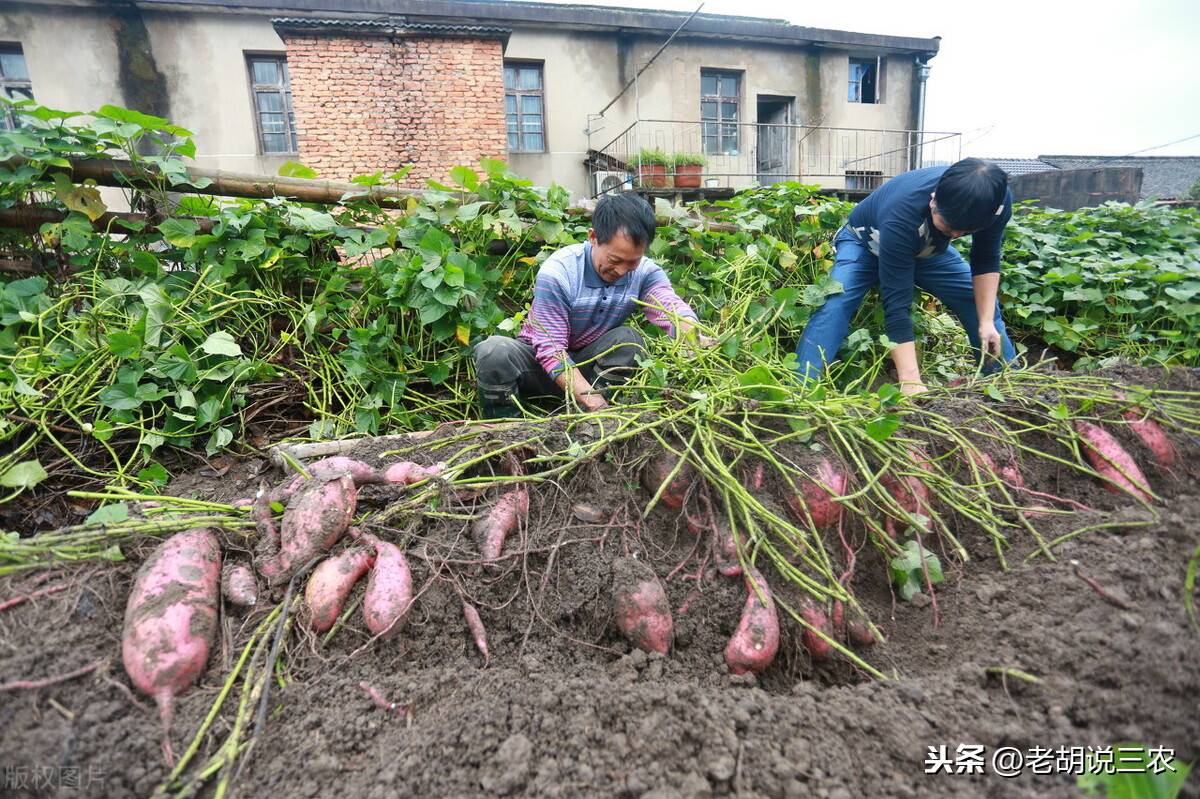 种植红薯"倒插苗"开始盛行,啥叫"倒插苗"?为何要这样做呢?