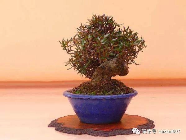 缩缅葛盆景