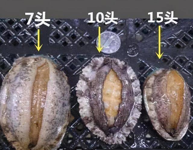 过年买鲍鱼,先分清什么是"几头鲍",不是数量越多就越好