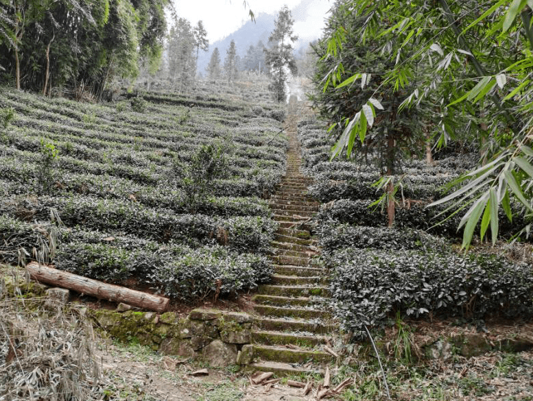 雾洞茶揭秘这些事再也瞒不住了