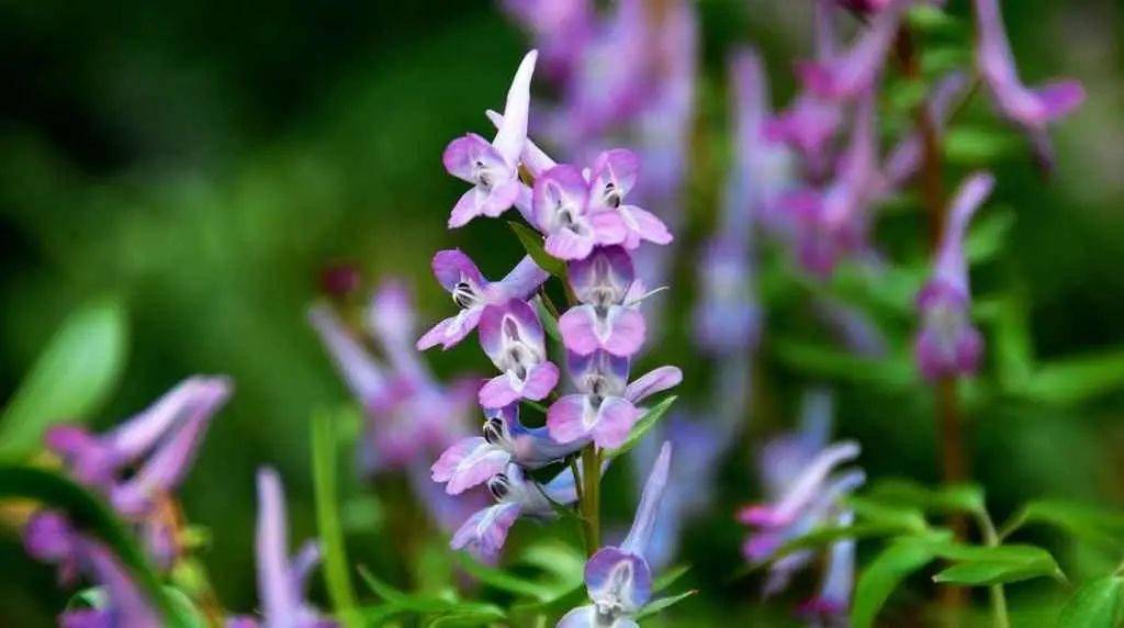 每日一花 | 延胡索:花开成串,呈紫红色