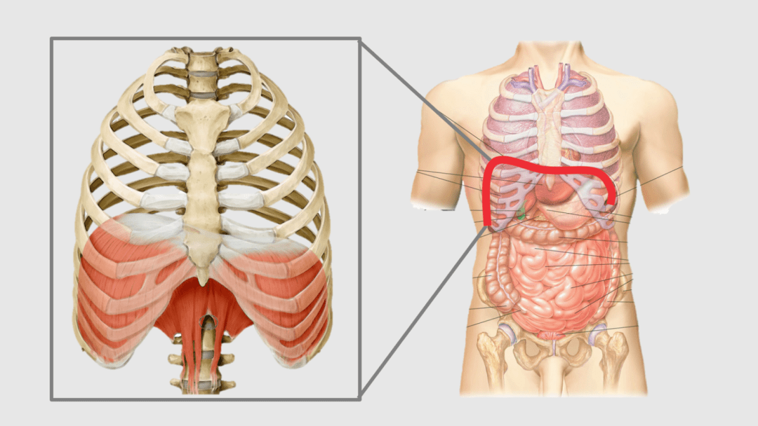 横膈膜将我们身体的胸腔与腹腔分开,并连接了胸骨柄,肋骨和腰椎.