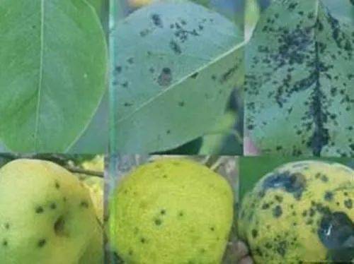 梨和苹果相比较,在全年病虫害防治方案中存在许多差异.