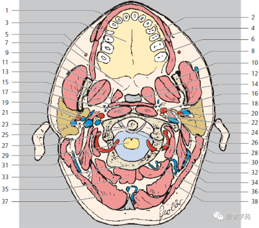 鼻咽部断层解剖 详细标注