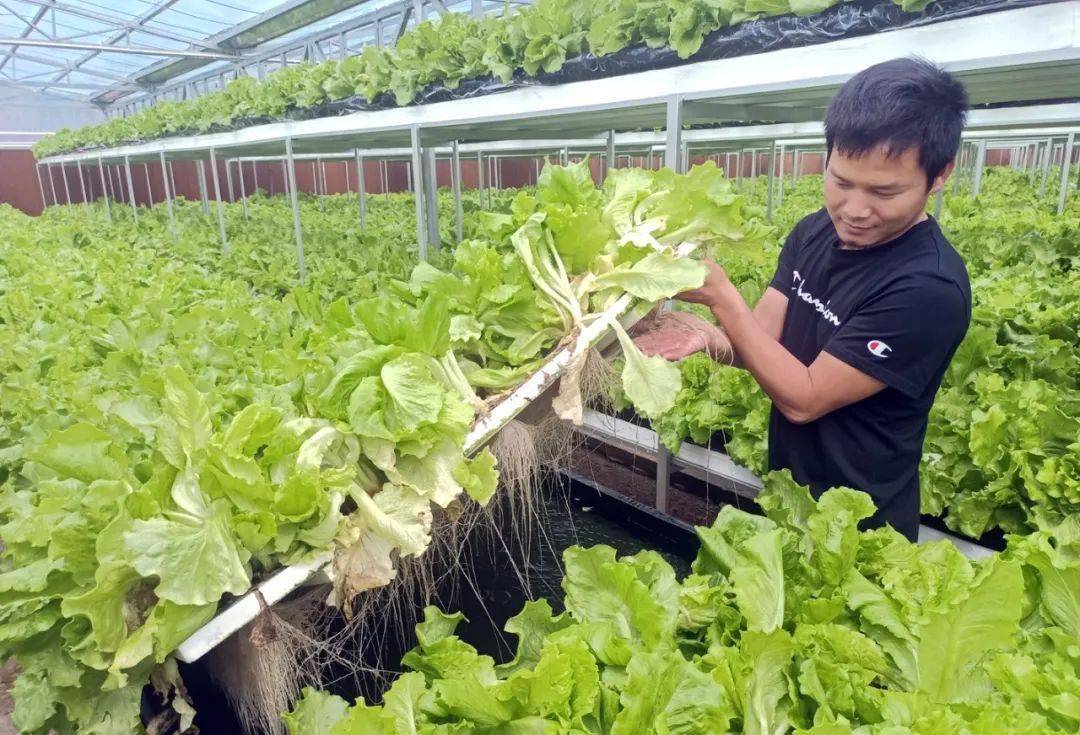 雷州无土种植蔬菜引领农业新潮流