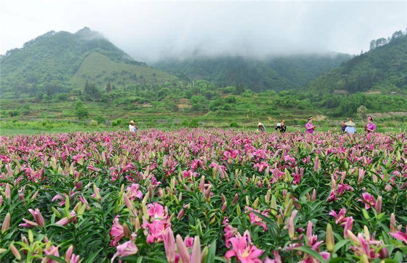 湖南百合种植基地建设关键技术