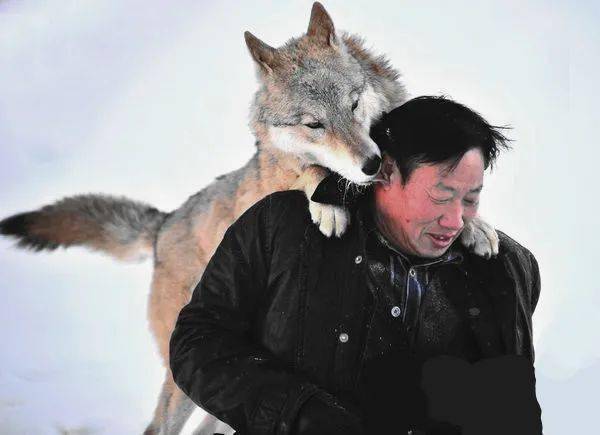 在脑海中,但在吉木萨尔县泉子街镇有个"野狼谷",这里的狼与人和谐相处
