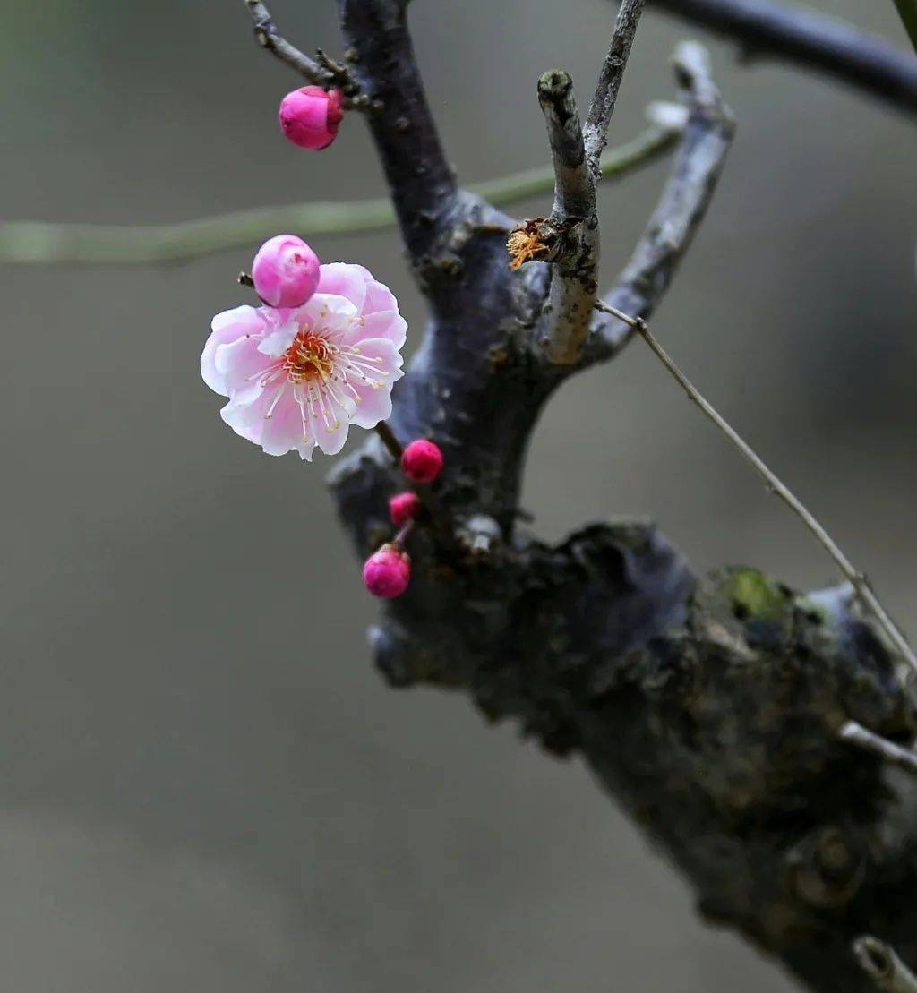 梅骨,香魂_梅花