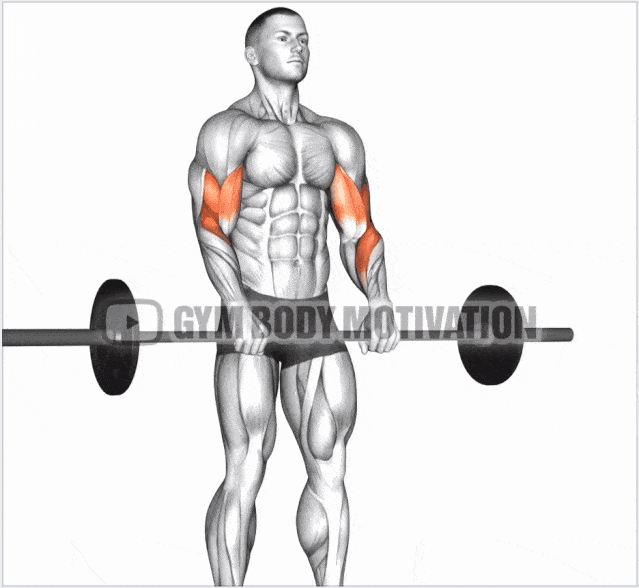 关于肱二头肌训练动作的分享