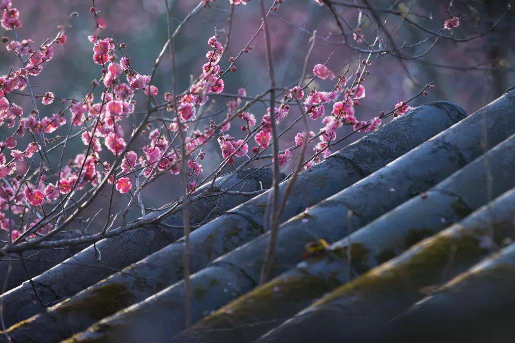 梅骨,香魂_梅花