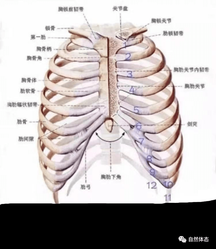 4· 男性和女性的角度大小有区别; 5· 脊柱侧弯时,胸骨下