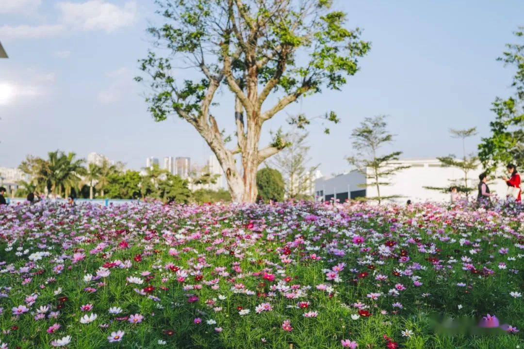 导赏预约香蜜公园2月6日7日导赏活动