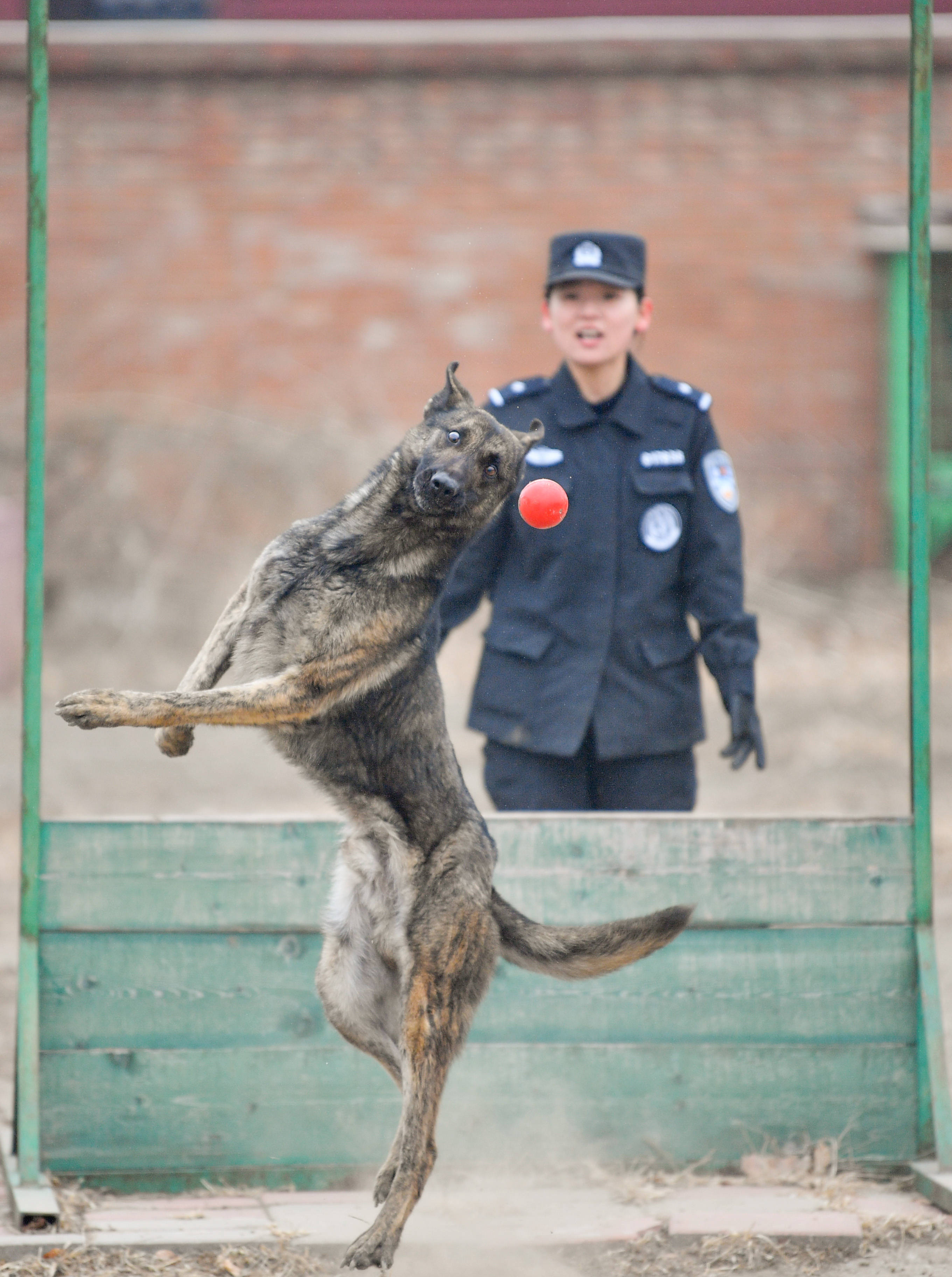 在北京铁路公安局天津公安处警犬基地,训导员赵晖与护卫犬"芬迪"进行