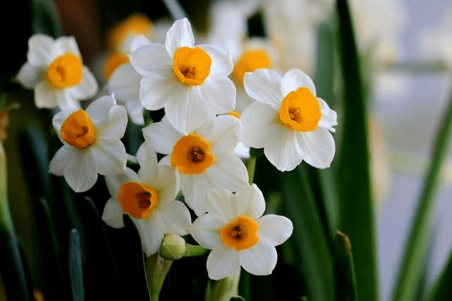 而他咏水仙诗中最有名的是《王充道送水仙花五十枝"凌波仙子生尘袜