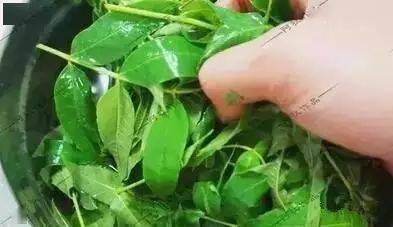 6,香椿炒鸡蛋,健脾保肝最后给大家推荐一道这个季节最适合吃的养肝菜