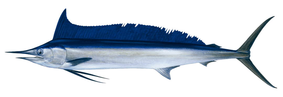 条纹马林鱼 striped marlin