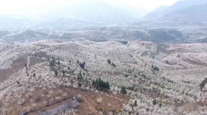 毕节市纳雍县厍东关乡陶营村樱桃花海位于纳雍县总溪河国家aaaa级旅游