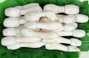 鸡腿菇图片