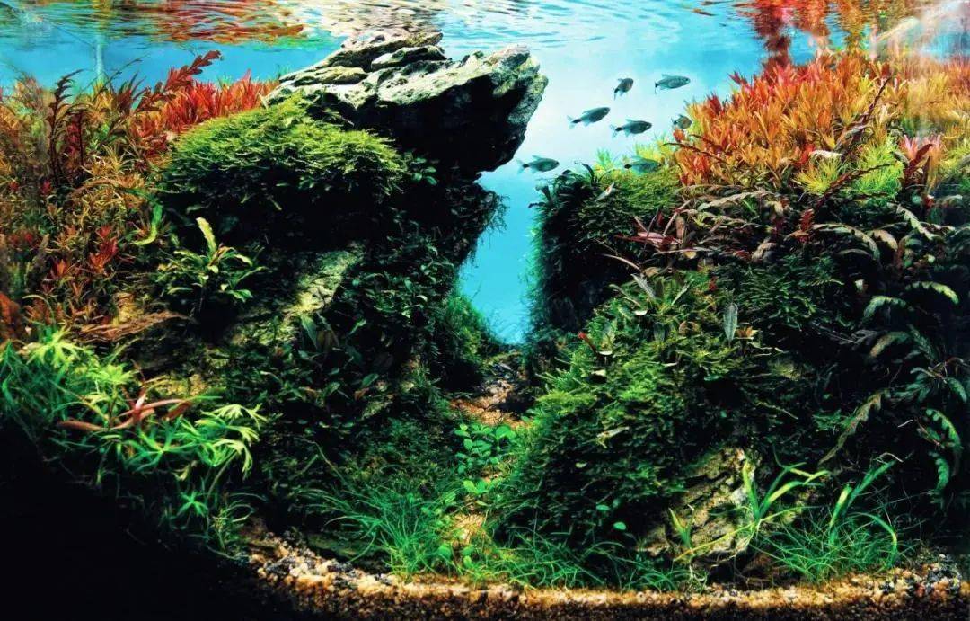欧洲水草造景比赛2020年获奖作品欣赏完整版